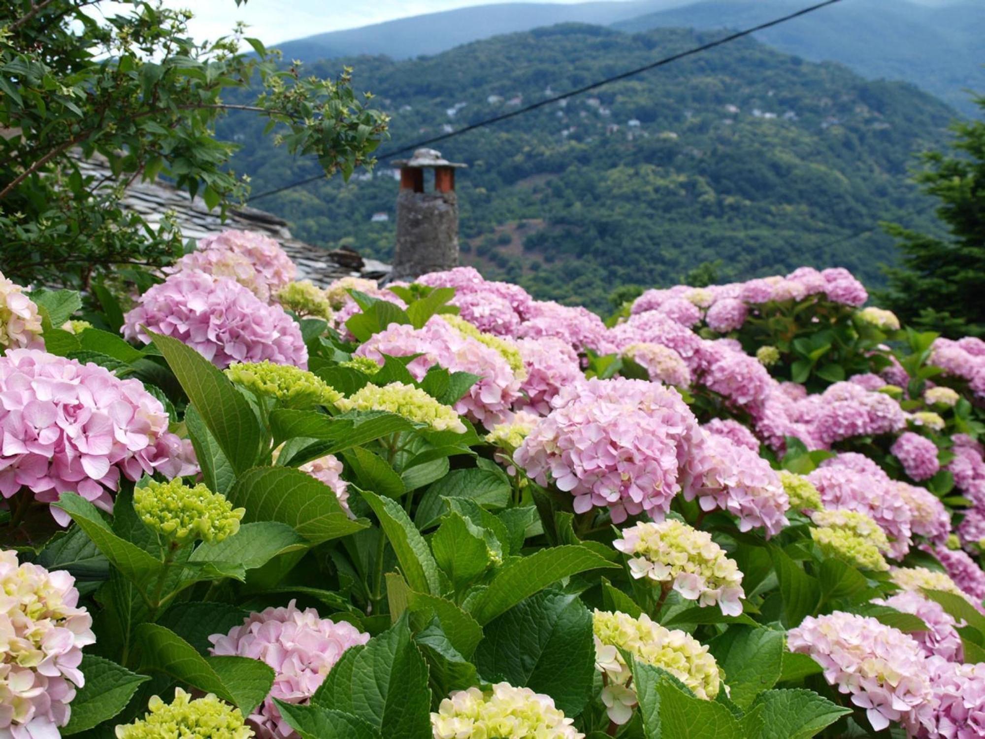Zina Agios Dimitrios *